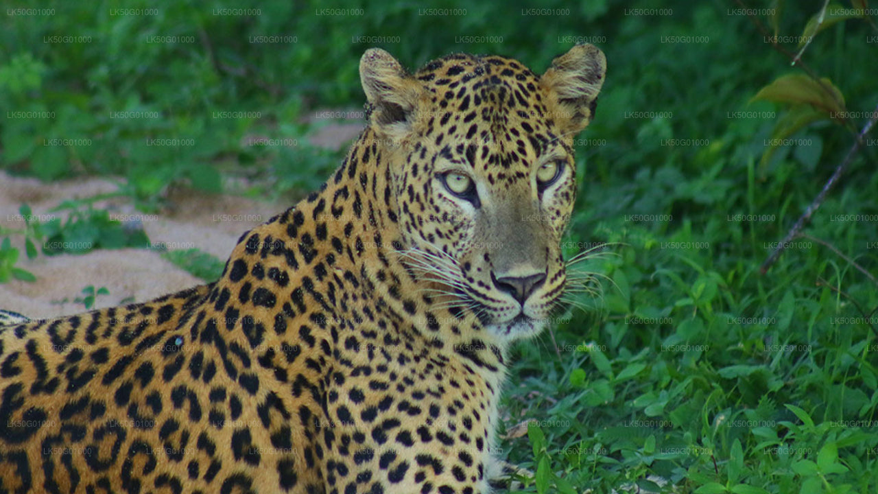 Safari privato nel Parco Nazionale di Kumana