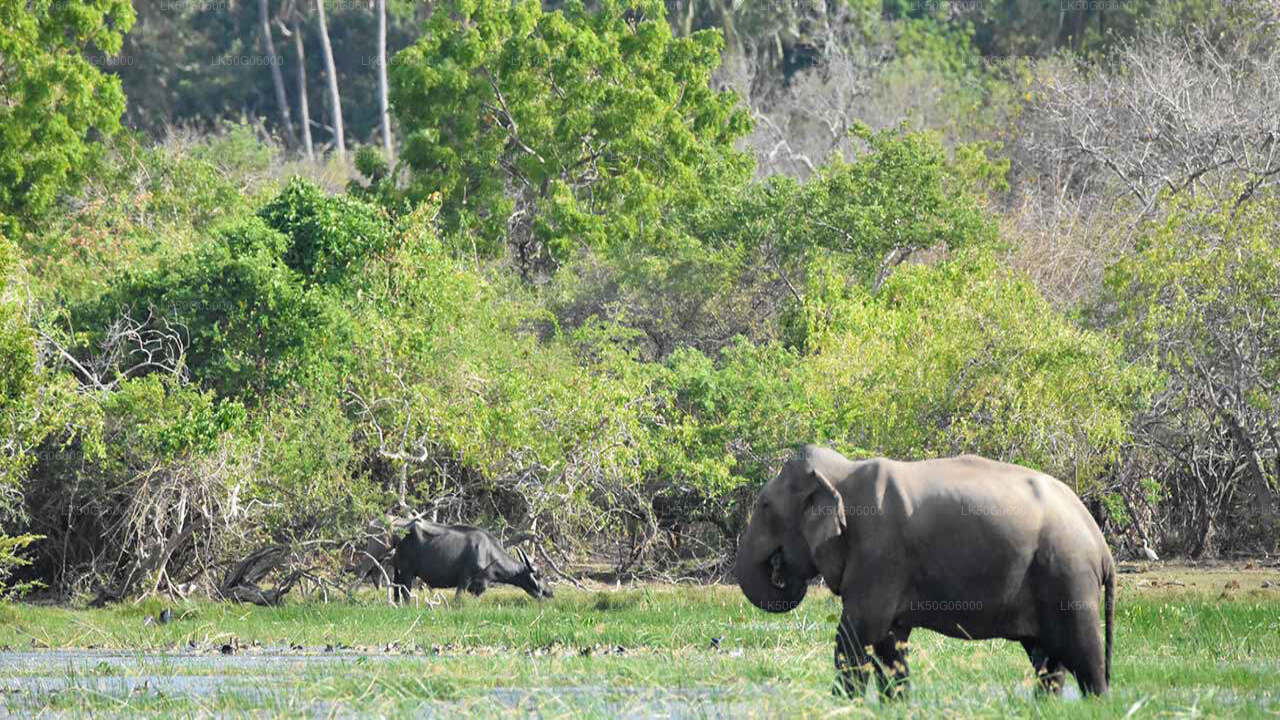 Kumana National Park Safari from Panama