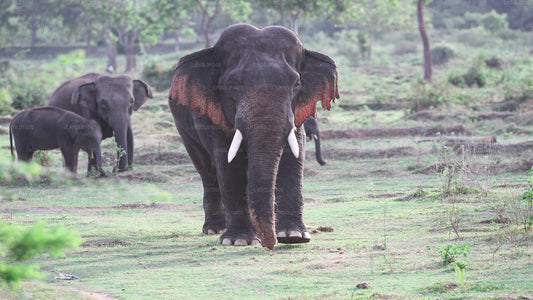 Safari privato nel Parco Nazionale di Kalawewa