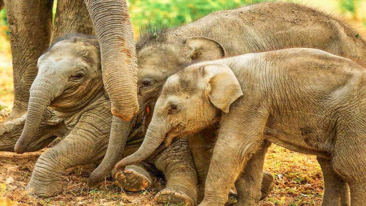 Safari privato nel Parco Nazionale di Kalawewa