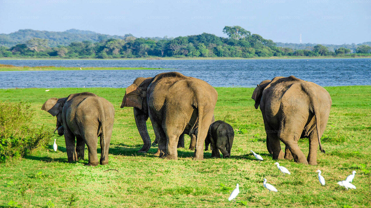 Safari privato con naturalista nel parco nazionale di Maduru Oya