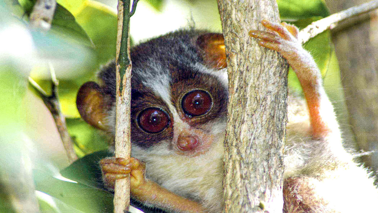 Loris Watching da Sigiriya