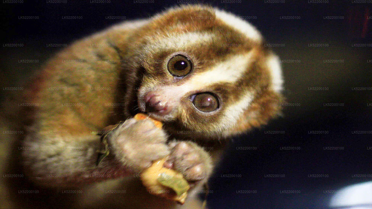 Loris Watching da Sigiriya