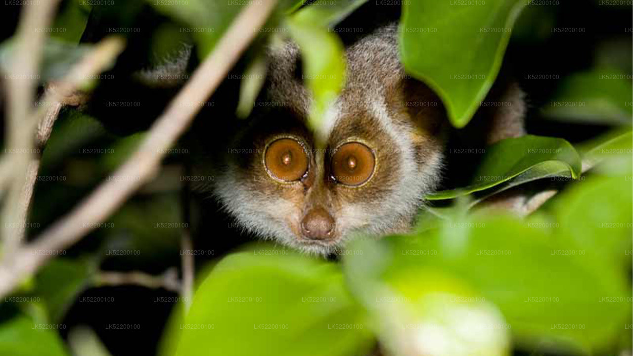 Loris Watching da Sigiriya