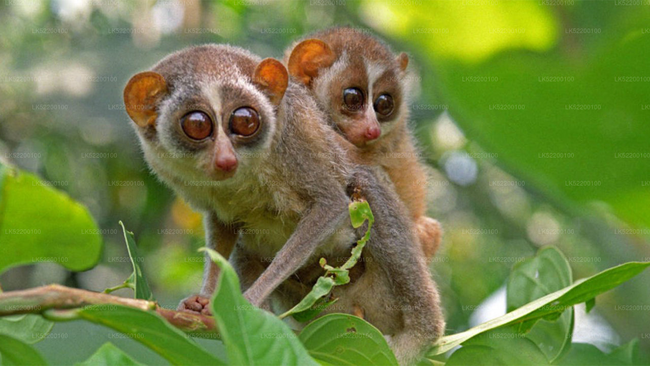 Loris Watching da Sigiriya