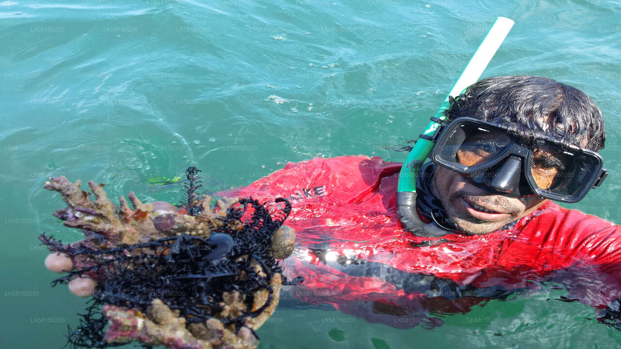 Snorkeling in Bar Reef Marine Sanctuary from Kalpitiya