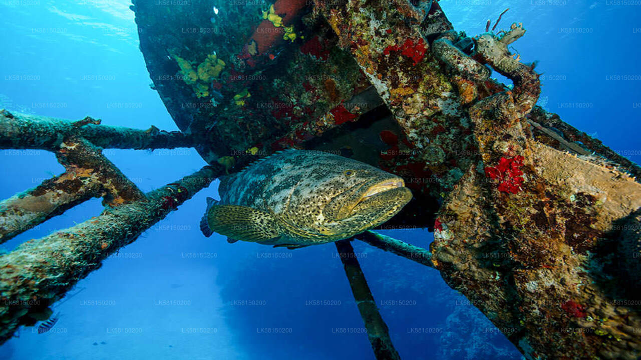 Snorkeling in Bar Reef Marine Sanctuary from Kalpitiya