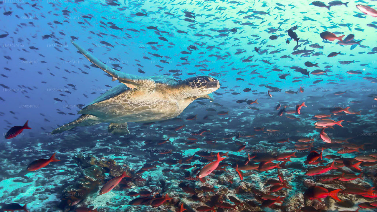 Snorkeling in Pigeon Island from Nilaveli