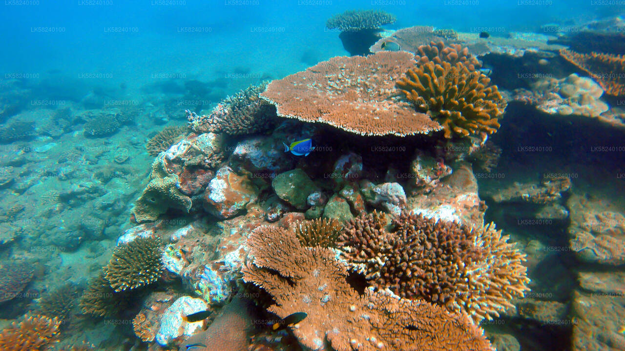 Snorkeling at Pigeon Island from Nilaveli