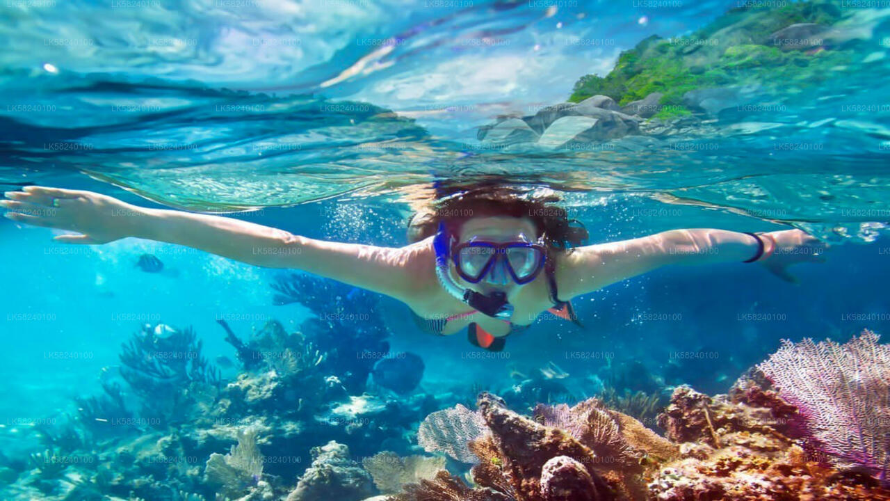 Snorkeling in Pigeon Island from Nilaveli