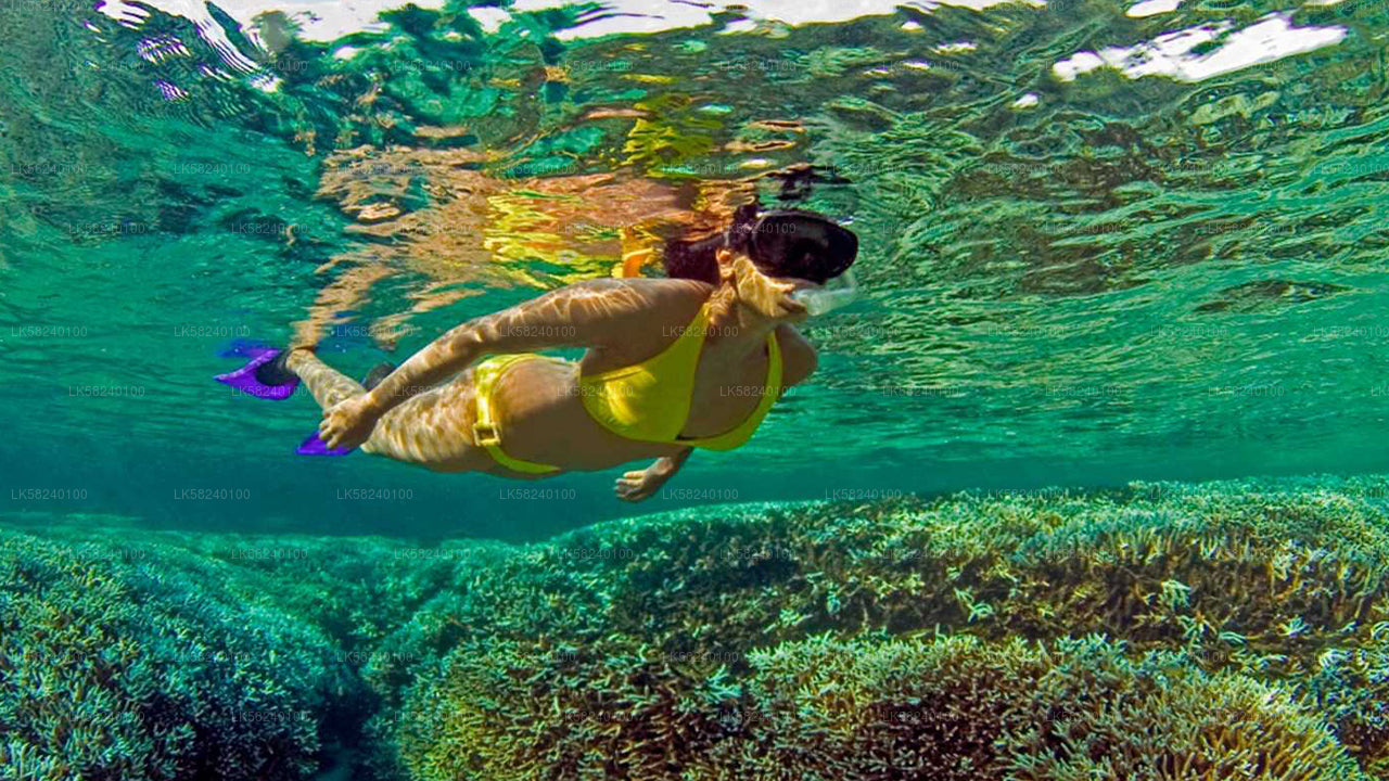 Snorkeling in Pigeon Island from Nilaveli