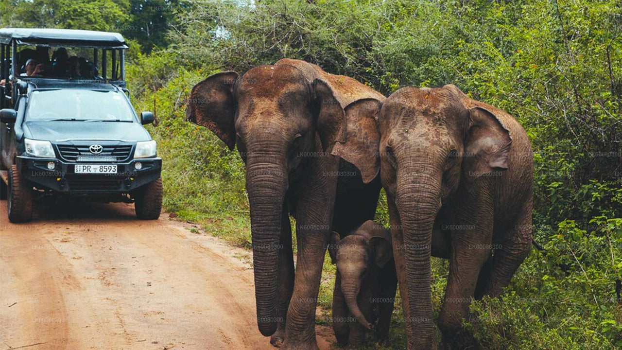 Safari nel Parco Nazionale Udawalawe da Mirissa