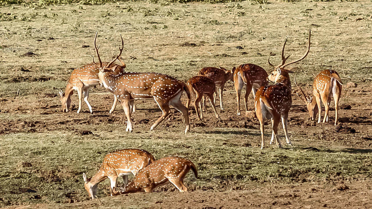 Safari nel Parco Nazionale Udawalawe da Ella