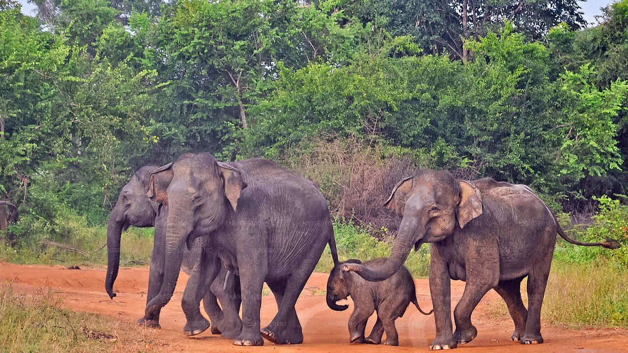 Safari nel Parco Nazionale Udawalawe da Beruwala