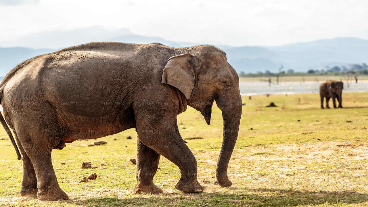 Safari nel Parco Nazionale Udawalawe da Beruwala