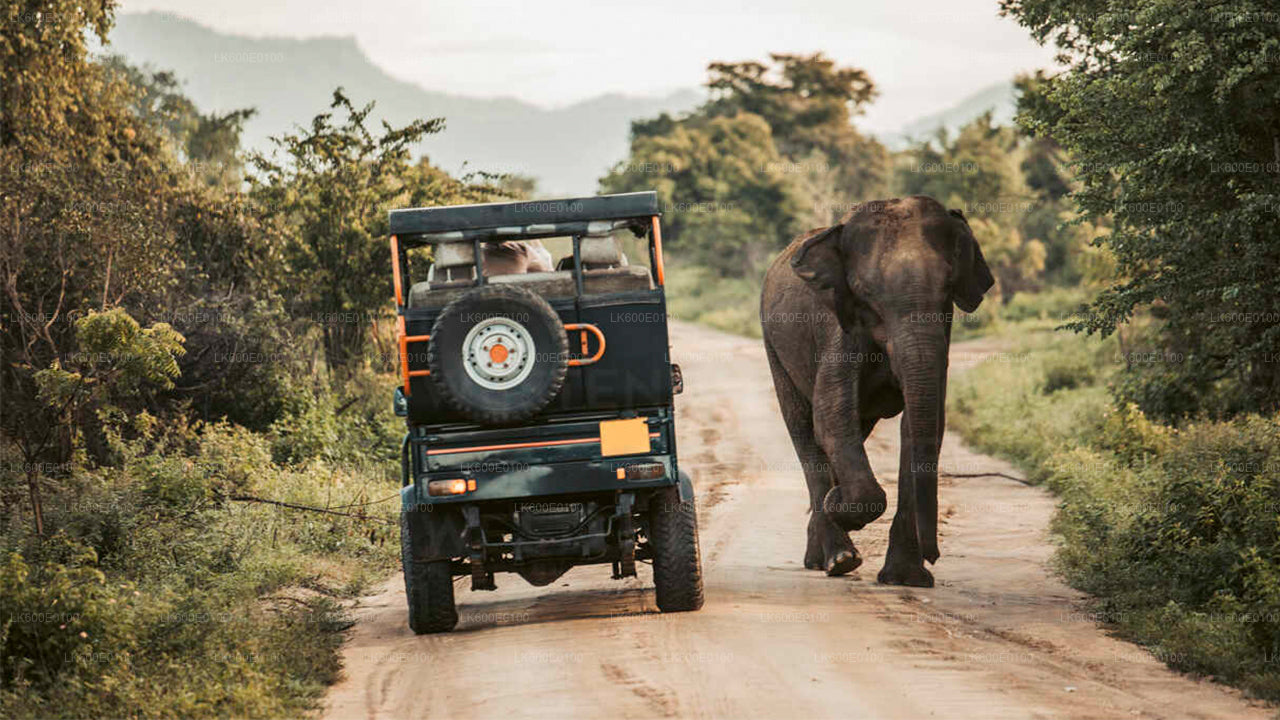 Safari nel Parco Nazionale Udawalawe da Beruwala