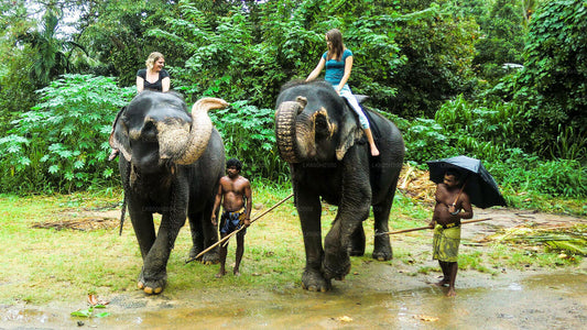 Visita della Millennium Elephant Foundation dall'aeroporto di Colombo