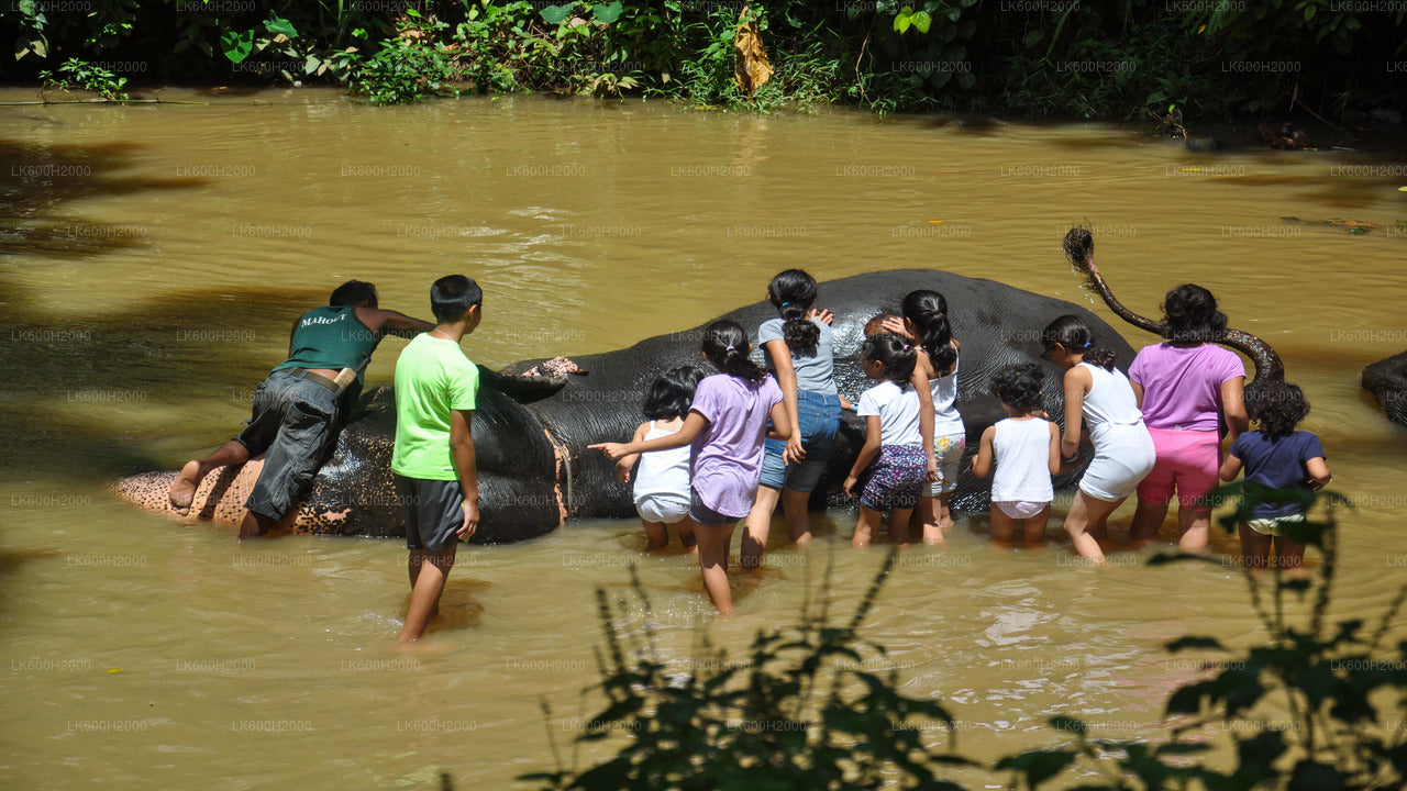 Visita della Millennium Elephant Foundation dall'aeroporto di Colombo