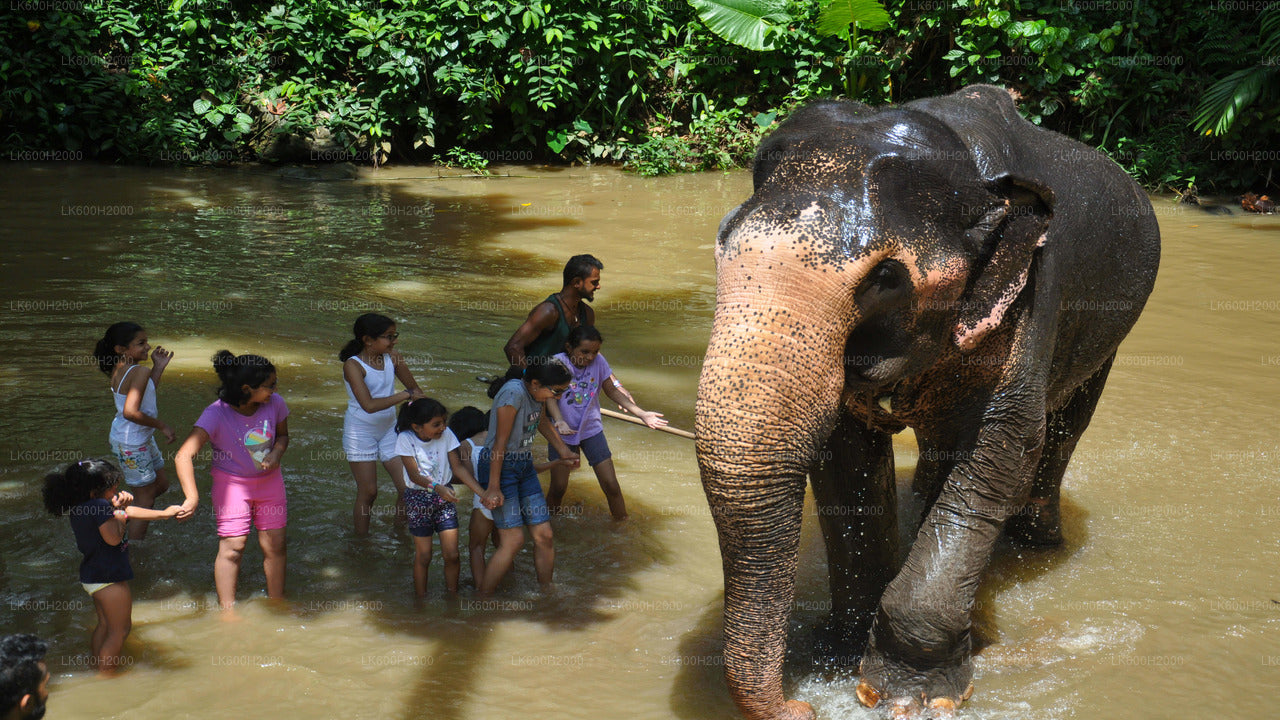 Visita della Millennium Elephant Foundation dall'aeroporto di Colombo