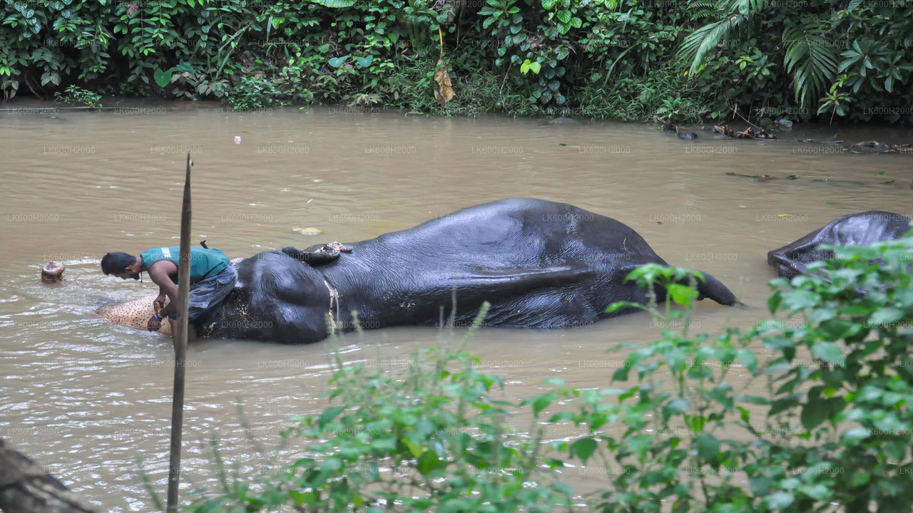 Visita della Millennium Elephant Foundation dall'aeroporto di Colombo