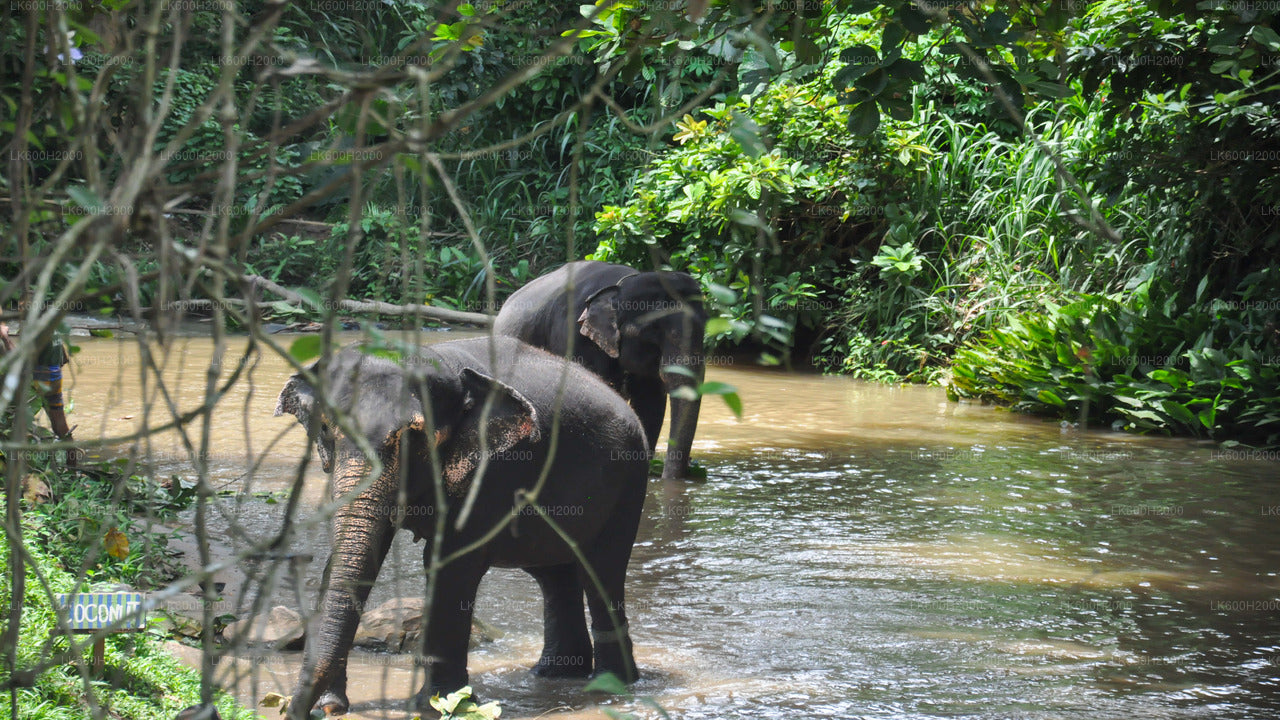 Visita della Millennium Elephant Foundation dall'aeroporto di Colombo