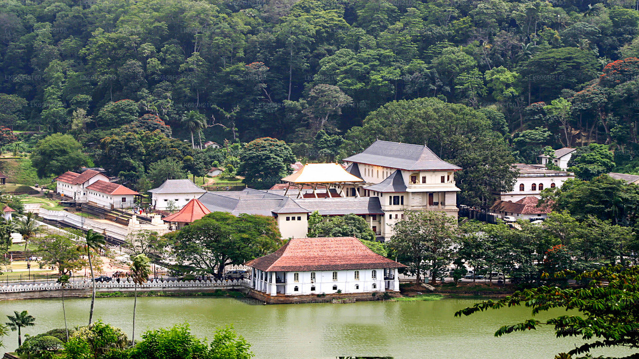 Tour della città di Kandy e visita alla Millennium Elephant Foundation da Colombo