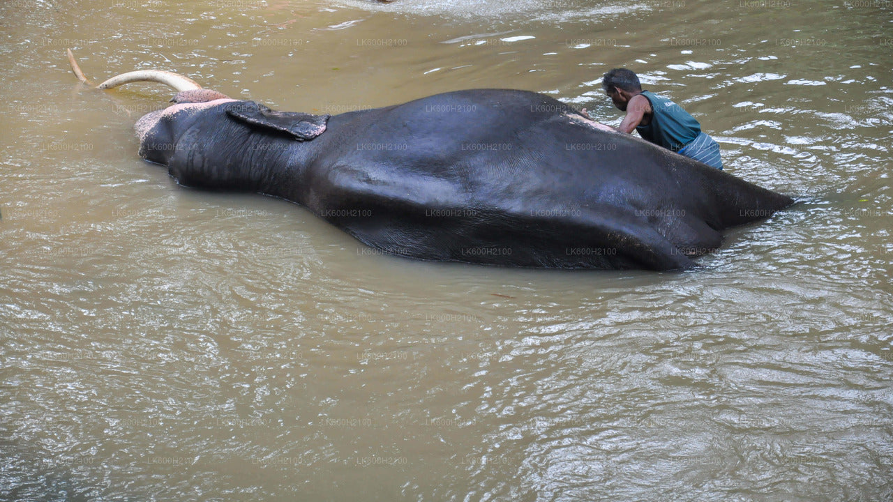 Tour della città di Kandy e visita alla Millennium Elephant Foundation da Colombo