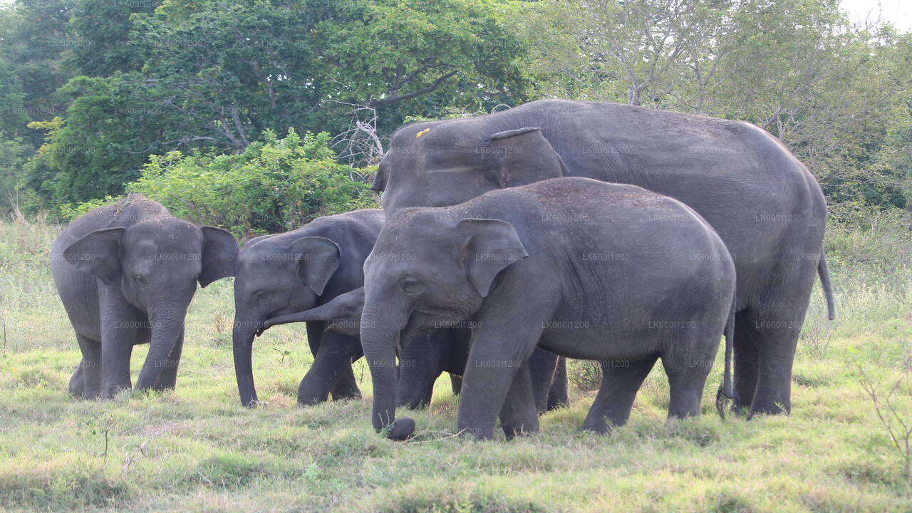 Safari tra le rocce di Sigiriya e gli elefanti selvatici da Dambulla