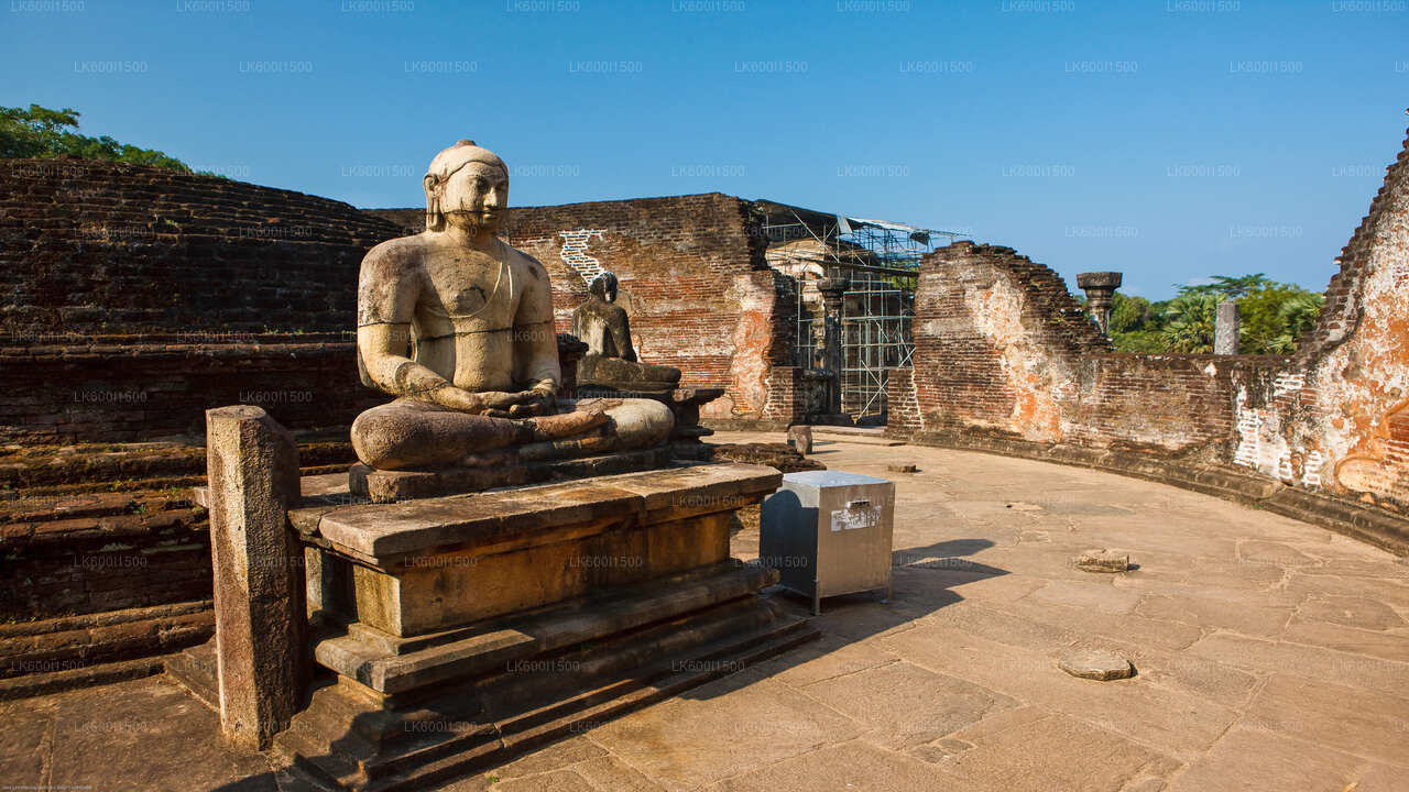 Safari sull'antico regno di Polonnaruwa e sugli elefanti selvatici da Dambulla