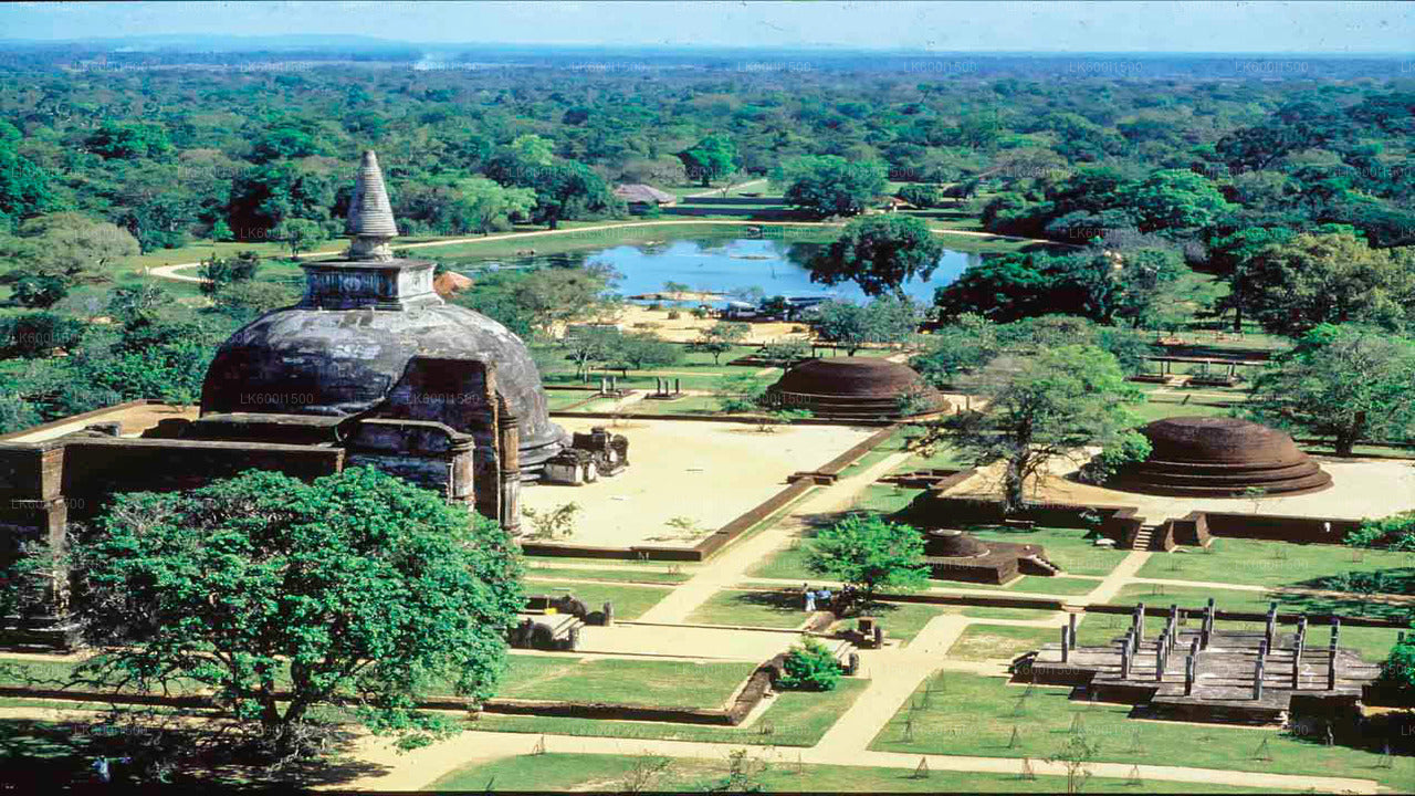 Safari sull'antico regno di Polonnaruwa e sugli elefanti selvatici da Dambulla