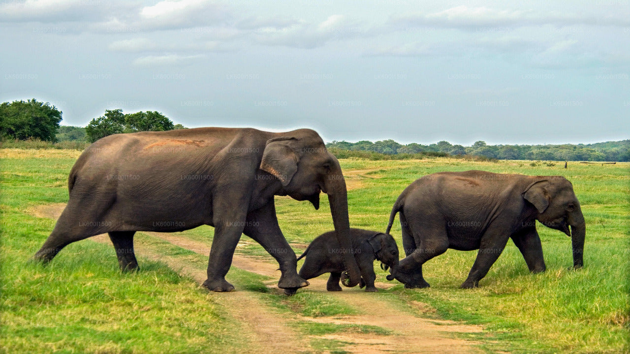 Safari sull'antico regno di Polonnaruwa e sugli elefanti selvatici da Dambulla