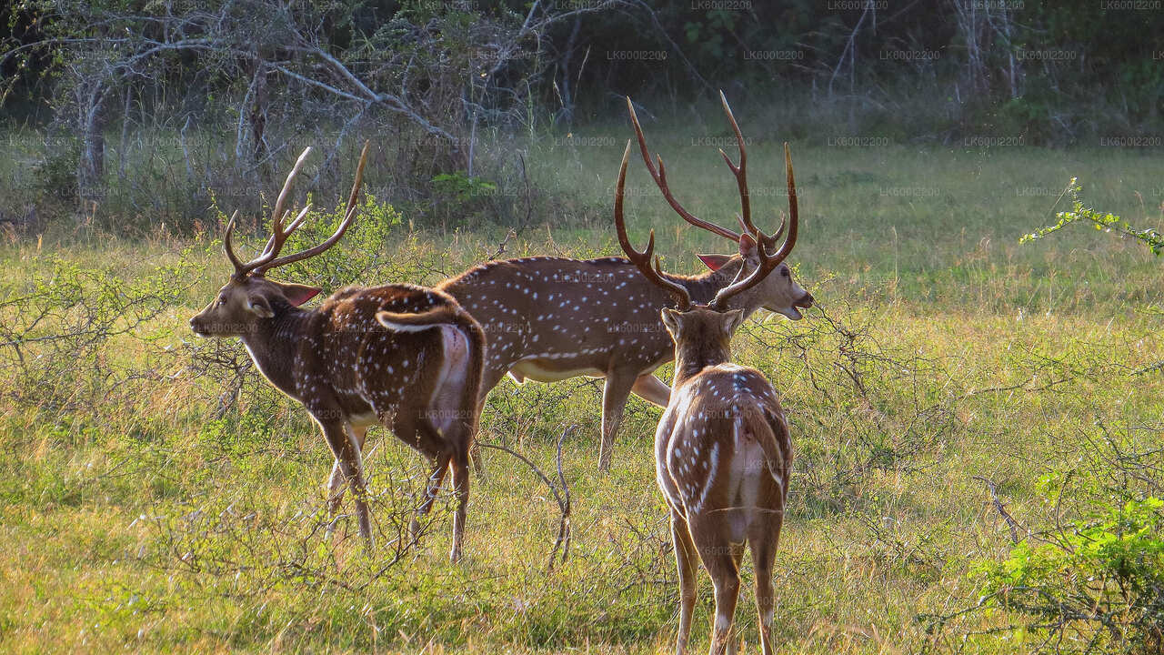 Kaudulla National Park Private Safari from Dambulla