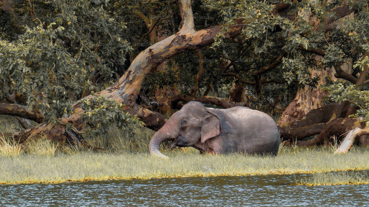 Kaudulla National Park Private Safari from Dambulla