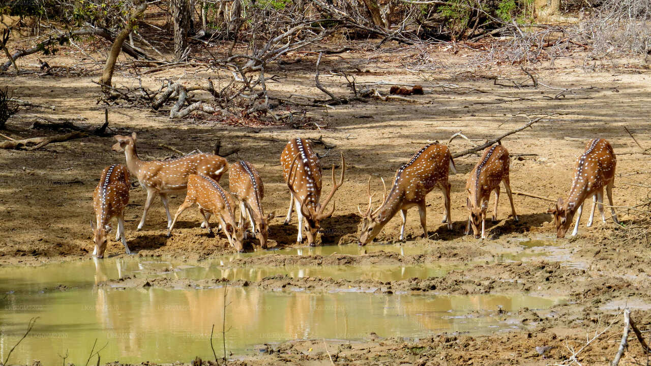 Safari al Parco Nazionale di Yala con partenza da Ella