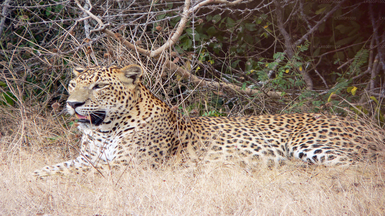 Safari nel Parco Nazionale di Yala da Galle