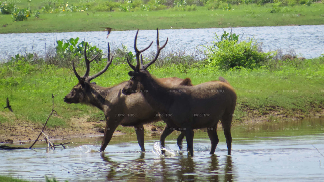 Safari nel Parco Nazionale di Yala da Galle