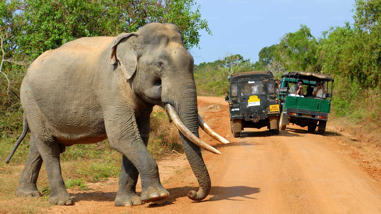 Safari nel Parco Nazionale di Yala da Galle