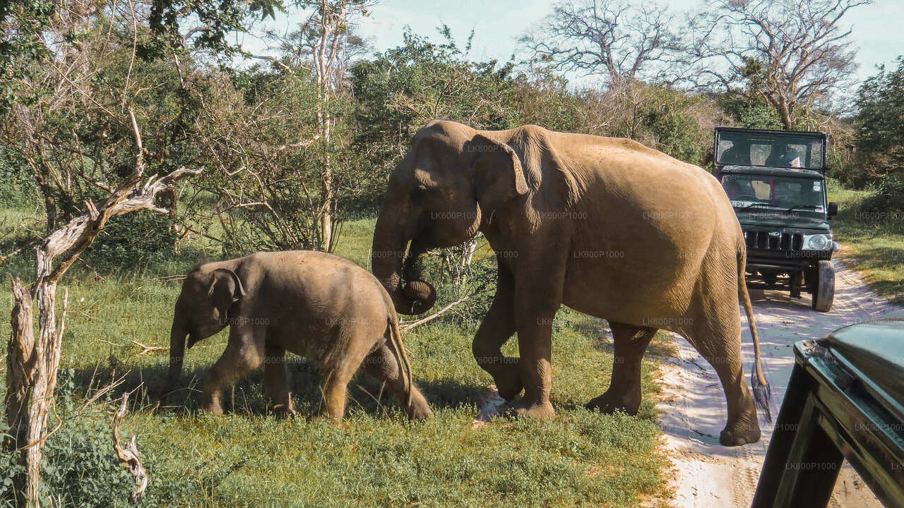 Safari nel Parco Nazionale di Yala da Galle