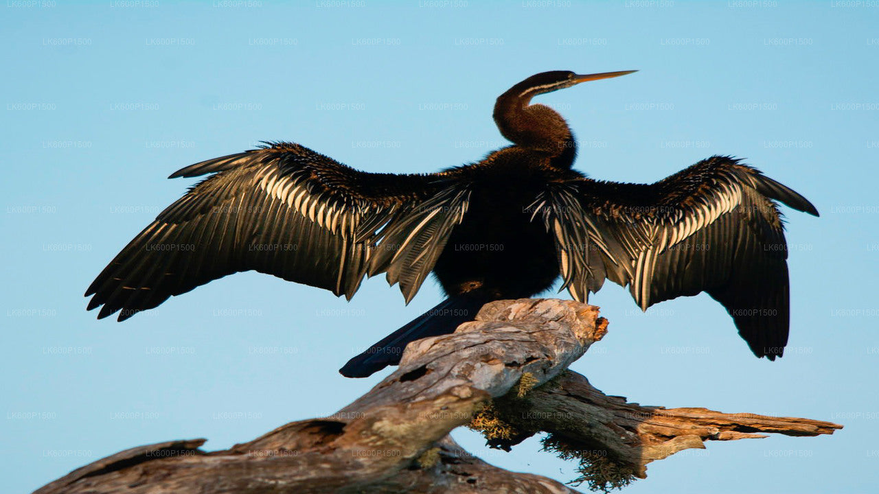 Bundala National Park Safari from Galle