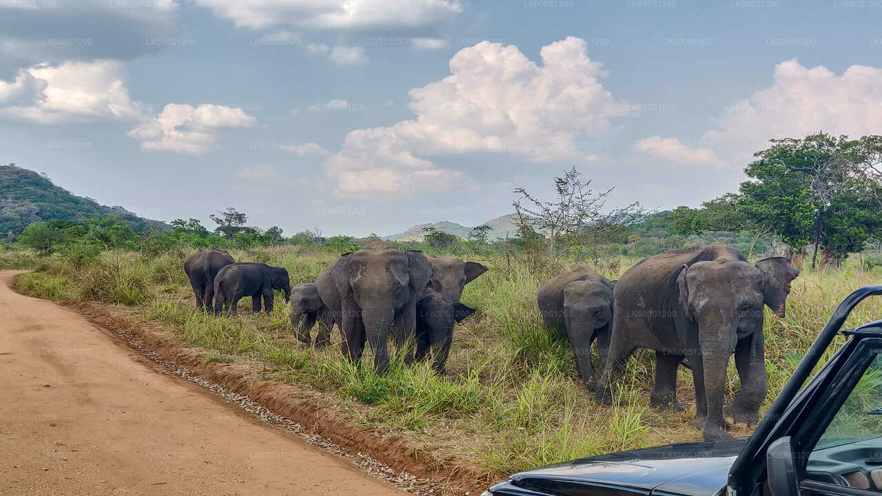 Safari a Sigiriya Rock e Wild Elephant con partenza da Habarana