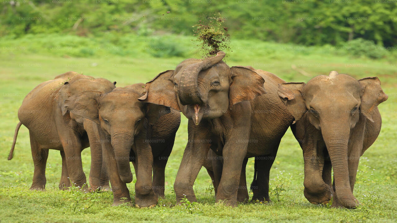 Safari nel parco nazionale di Udawalawe da Hikkaduwa