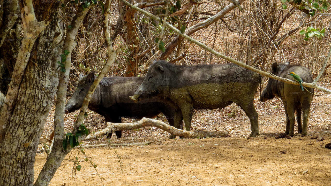 Safari al Parco Nazionale di Yala con partenza da Hikkaduwa