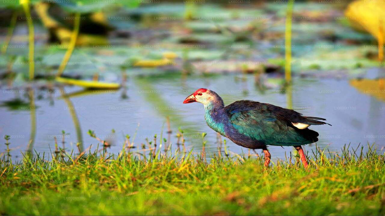 Bundala National Park Safari from Hikkaduwa