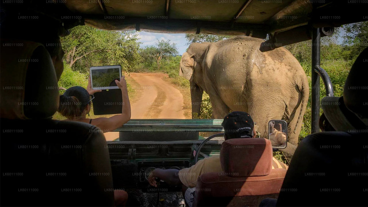 Safari al Parco Nazionale di Yala con partenza da Hikkaduwa