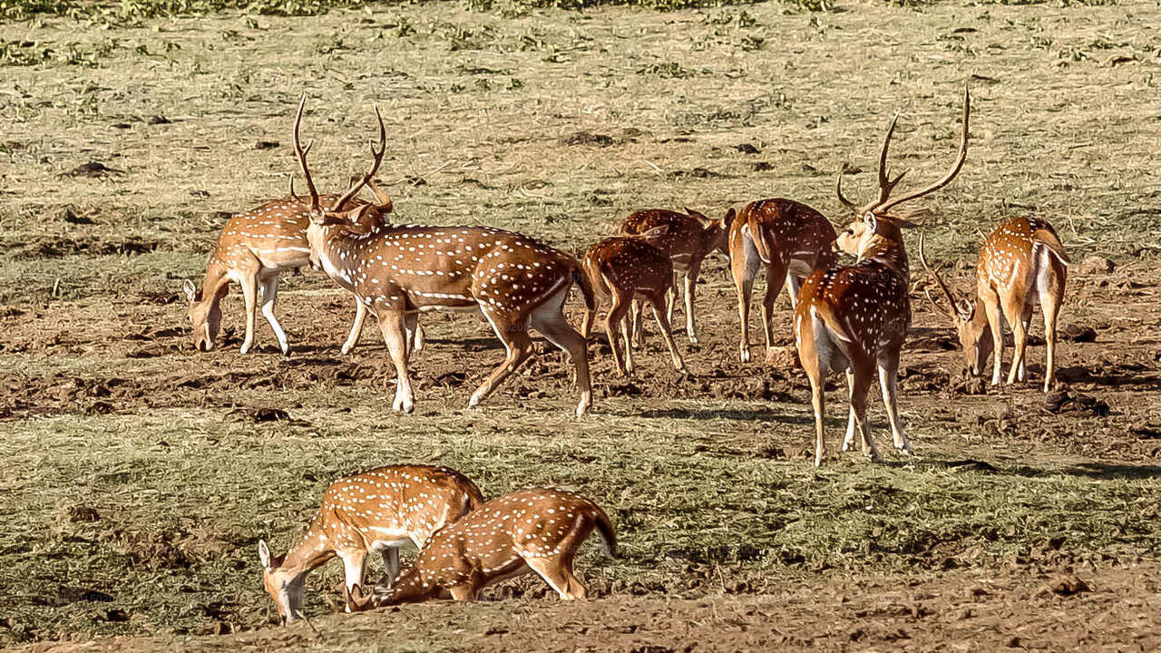 Safari nel Parco Nazionale Udawalawe da Tangalle