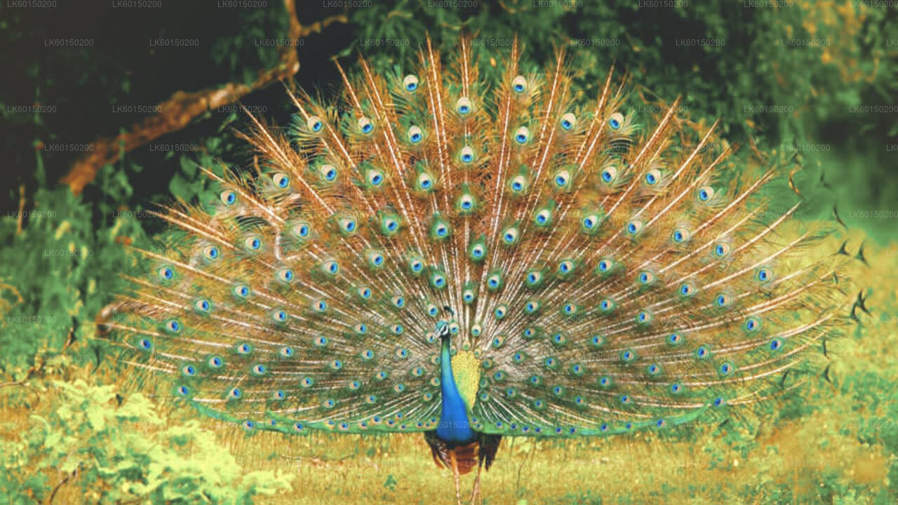 Safari nel Parco Nazionale Udawalawe da Tangalle