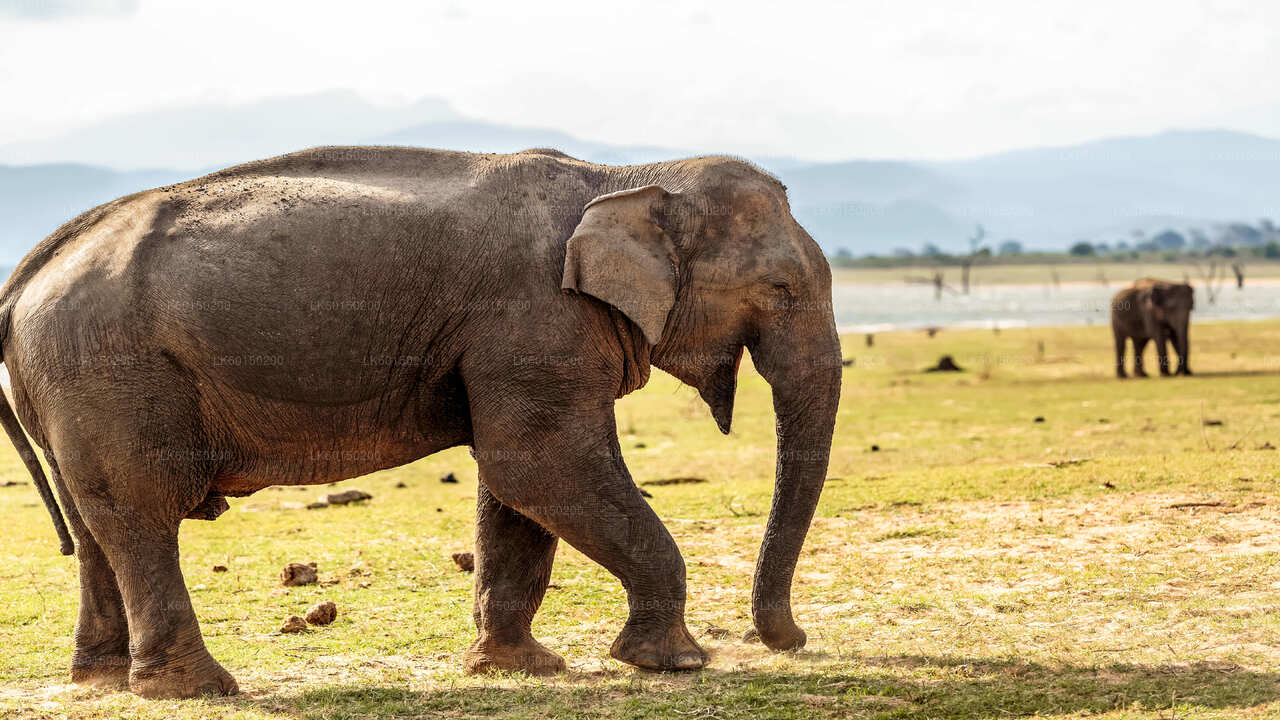 Safari nel Parco Nazionale Udawalawe da Tangalle