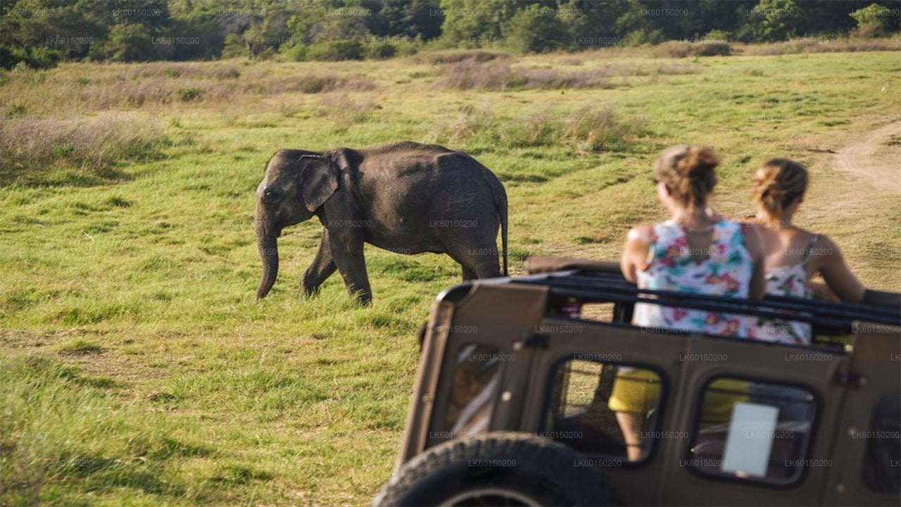 Safari nel Parco Nazionale Udawalawe da Tangalle