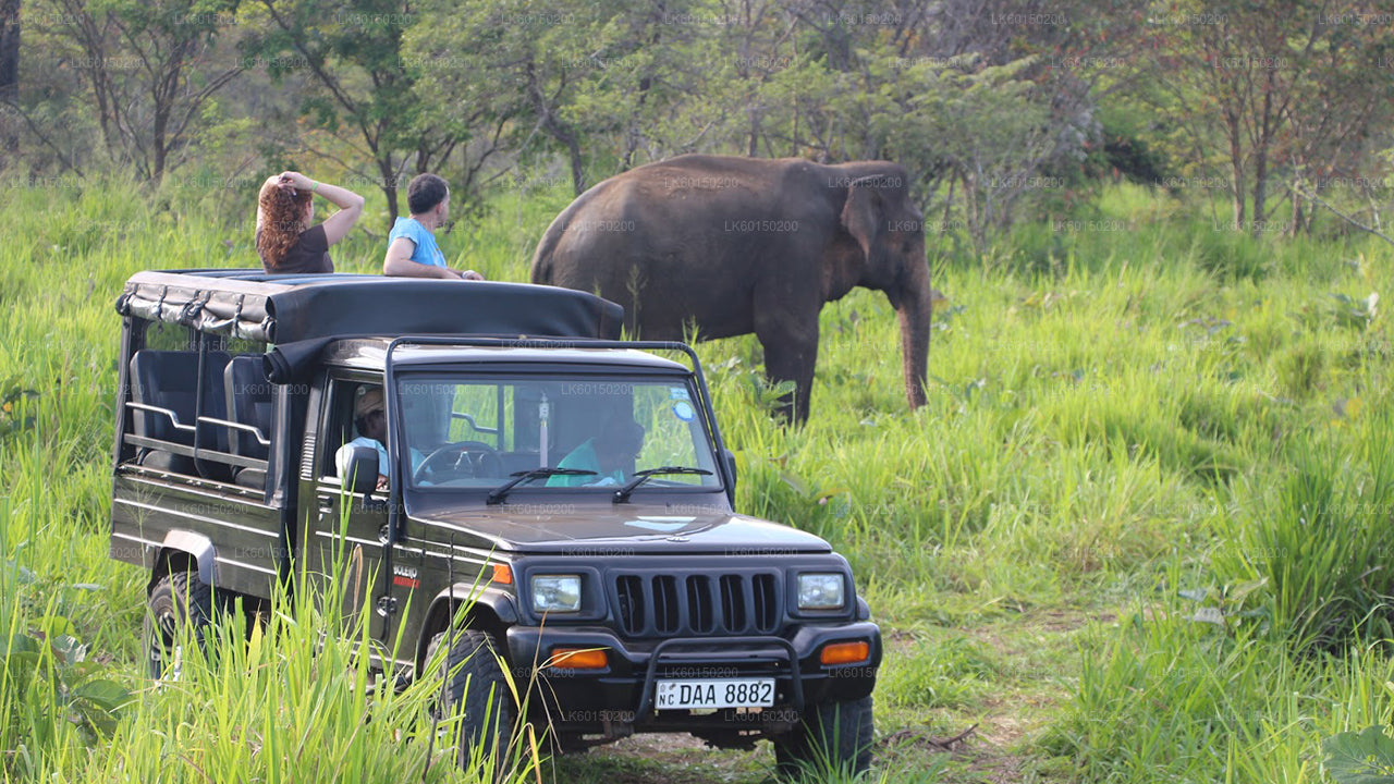 Safari nel Parco Nazionale Udawalawe da Tangalle