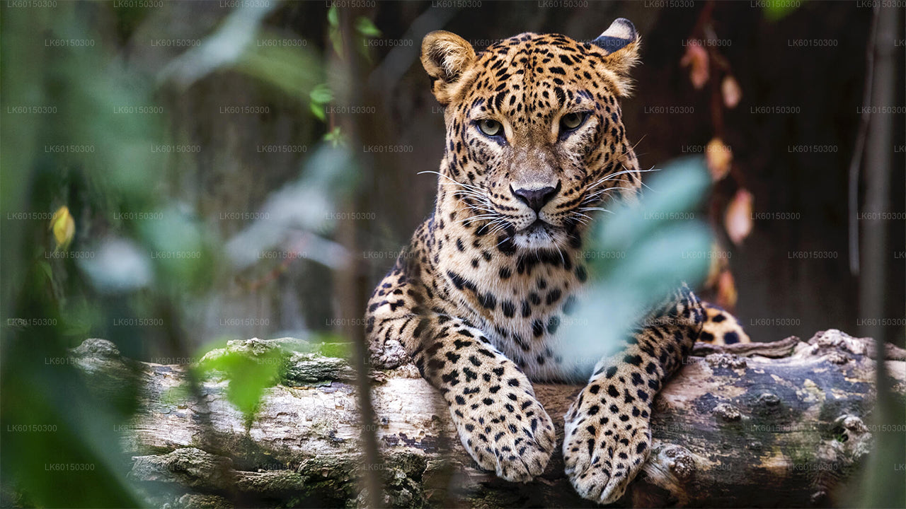 Safari nel Parco Nazionale di Yala da Tangalle